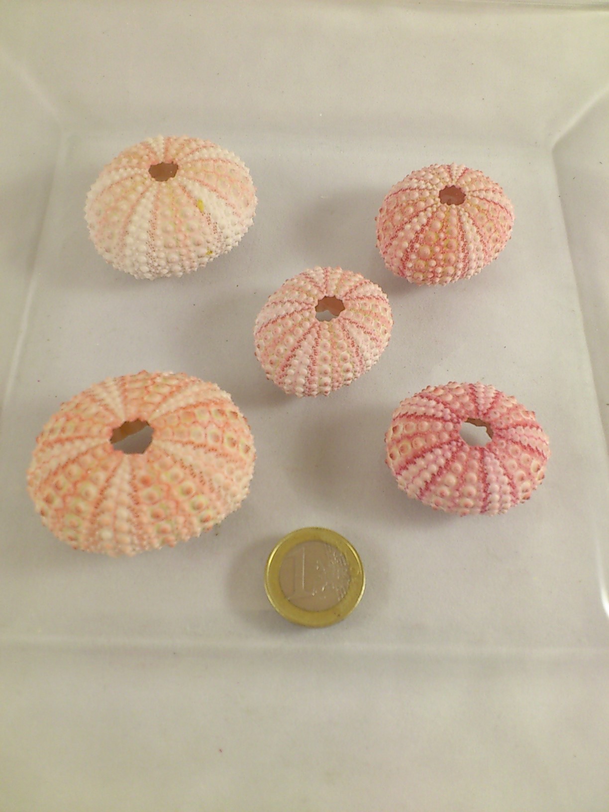 Zee egel (Sea urchin pink) 5 st.